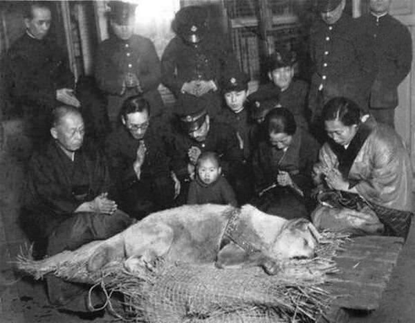 Hachiko before his burial in 1935