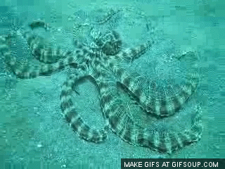 mimic-octopus-o