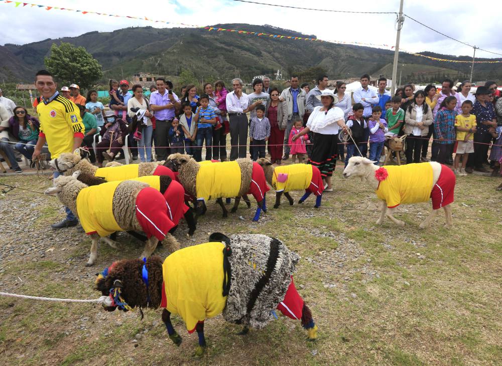 Sheeps, dressed in jerseys in the colours of the Colombian national soccer team, are seen during an exhibition, prior to the 2014 World Cup in Brazil, in Nobsa