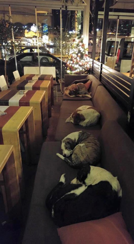 stray-dogs-sleep-cafe-hot-spot-lesbos-greece-11